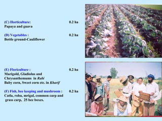 (C) Horticulture:                      0.2 ha
Papaya and guava

(D) Vegetables :                       0.2 ha
Bottle ground-Cauliflower




(E) Floriculture :                     0.2 ha
Marigold, Gladiolus and
Chrysanthemums in Rabi
Baby corn, Sweet corn etc. in Kharif

(F) Fish, bee keeping and mushroom :   0.2 ha
Catla, rohu, mrigal, common carp and
 grass carp, 25 bee boxes.


                                                32
 