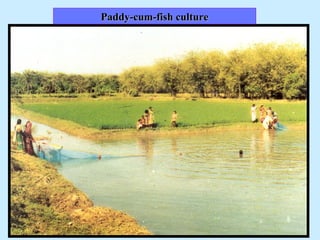 Paddy-cum-fish culture
 