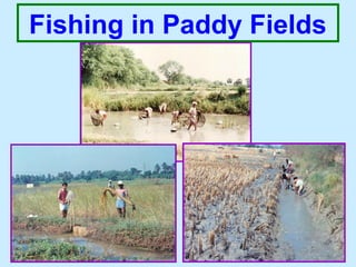Fishing in Paddy Fields
 