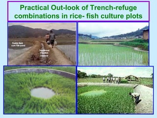 Practical Out-look of Trench-refuge
combinations in rice- fish culture plots
 