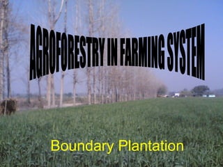 Boundary Plantation
 
