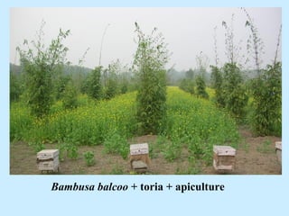 Bambusa balcoo + toria + apiculture
 