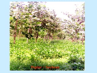 Poplar + Soybean
 