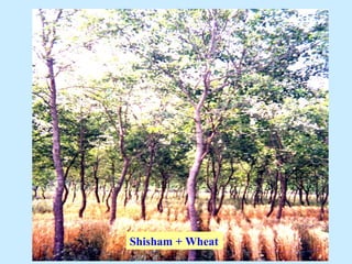 Shisham + Wheat
 