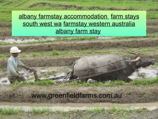 albany farmstay accommodation farm stays
south west wa farmstay western australia
albany farm stay
www.greenfieldfarms.com.au
 