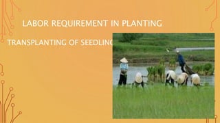 LABOR REQUIREMENT IN PLANTING
TRANSPLANTING OF SEEDLINGS
 