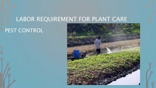 LABOR REQUIREMENT FOR PLANT CARE
PEST CONTROL
 