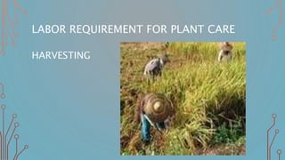 LABOR REQUIREMENT FOR PLANT CARE
HARVESTING
 