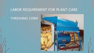 LABOR REQUIREMENT FOR PLANT CARE
THRESHING CORN
 