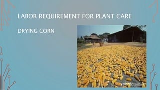 LABOR REQUIREMENT FOR PLANT CARE
DRYING CORN
 