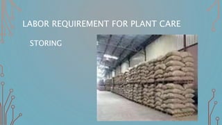 LABOR REQUIREMENT FOR PLANT CARE
STORING
 
