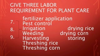 GIVE THREE LABOR
REQUIREMENT FOR PLANT CARE
7.
8.
9.
fertilizer application
Pest control
Irrigation drying rice
Weeding drying corn
Harvesting storing
Threshing rice
Threshing corn
 