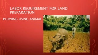LABOR REQUIREMENT FOR LAND
PREPARATION
PLOWING USING ANIMAL
 