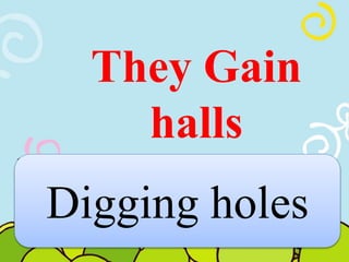 They Gain 
halls 
Digging holes 
 