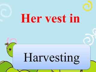 Her vest in 
Harvesting 
 