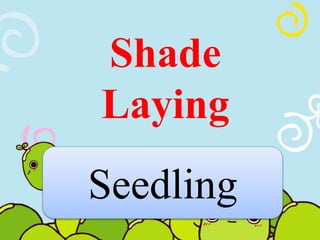 Shade 
Laying 
Seedling 
 