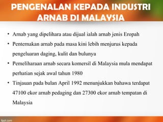 PENGENALAN KEPADA INDUSTRI
ARNAB DI MALAYSIA
• Arnab yang dipelihara atau dijual ialah arnab jenis Eropah
• Penternakan arnab pada masa kini lebih menjurus kepada
pengeluaran daging, kulit dan bulunya
• Pemeliharaan arnab secara komersil di Malaysia mula mendapat
perhatian sejak awal tahun 1980
• Tinjauan pada bulan April 1992 menunjukkan bahawa terdapat
47100 ekor arnab pedaging dan 27300 ekor arnab tempatan di
Malaysia
 