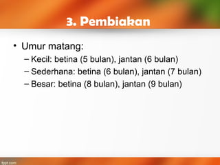 3. Pembiakan
• Umur matang:
– Kecil: betina (5 bulan), jantan (6 bulan)
– Sederhana: betina (6 bulan), jantan (7 bulan)
– Besar: betina (8 bulan), jantan (9 bulan)
 