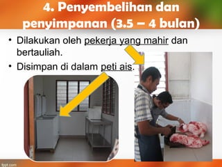 4. Penyembelihan dan
penyimpanan (3.5 – 4 bulan)
• Dilakukan oleh pekerja yang mahir dan
bertauliah.
• Disimpan di dalam peti ais.
 
