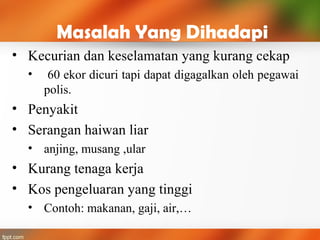 Masalah Yang Dihadapi
• Kecurian dan keselamatan yang kurang cekap
• 60 ekor dicuri tapi dapat digagalkan oleh pegawai
polis.
• Penyakit
• Serangan haiwan liar
• anjing, musang ,ular
• Kurang tenaga kerja
• Kos pengeluaran yang tinggi
• Contoh: makanan, gaji, air,…
 