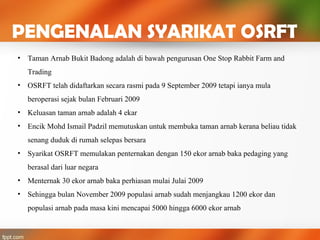 PENGENALAN SYARIKAT OSRFT
• Taman Arnab Bukit Badong adalah di bawah pengurusan One Stop Rabbit Farm and
Trading
• OSRFT telah didaftarkan secara rasmi pada 9 September 2009 tetapi ianya mula
beroperasi sejak bulan Februari 2009
• Keluasan taman arnab adalah 4 ekar
• Encik Mohd Ismail Padzil memutuskan untuk membuka taman arnab kerana beliau tidak
senang duduk di rumah selepas bersara
• Syarikat OSRFT memulakan penternakan dengan 150 ekor arnab baka pedaging yang
berasal dari luar negara
• Menternak 30 ekor arnab baka perhiasan mulai Julai 2009
• Sehingga bulan November 2009 populasi arnab sudah menjangkau 1200 ekor dan
populasi arnab pada masa kini mencapai 5000 hingga 6000 ekor arnab
 