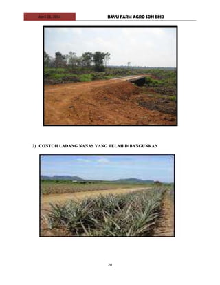 April 21, 2014 BAYU FARM AGRO SDN BHD
20
2) CONTOH LADANG NANAS YANG TELAH DIBANGUNKAN
 