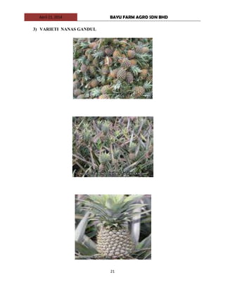 April 21, 2014 BAYU FARM AGRO SDN BHD
21
3) VARIETI NANAS GANDUL
 