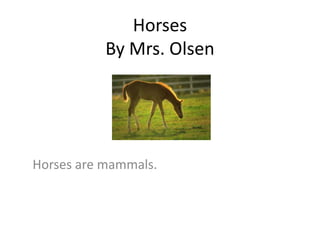 Horses
By Mrs. Olsen
Horses are mammals.
 