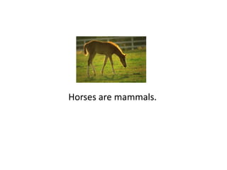 Horses are mammals.
 