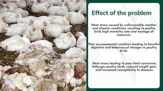 Poor environmental condition leading to harmful
digestive and behavioural changes in poultry
birds.
Heat stress leading to poor feed conversion,
lethargic poultry birds, reduced weight gain,
and increased susceptibility to diseases.
Heat stress caused by unfavourable weather
and climatic conditions, resulting to poultry
birds high mortality rate and wastage of
resources.
Effect of the problem
 