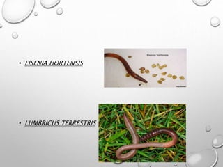 • EISENIA HORTENSIS
• LUMBRICUS TERRESTRIS
 