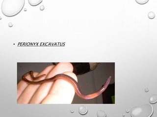 • PERIONYX EXCAVATUS
 