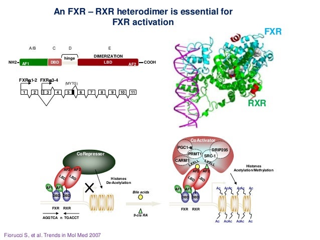 Nuclear Farnesoid X Receptor | The Farnesoid X Receptor as a Master ...