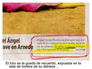 El toro se la quedó de recuerdo, expuesta en la sala de trofeos de su dehesa… 