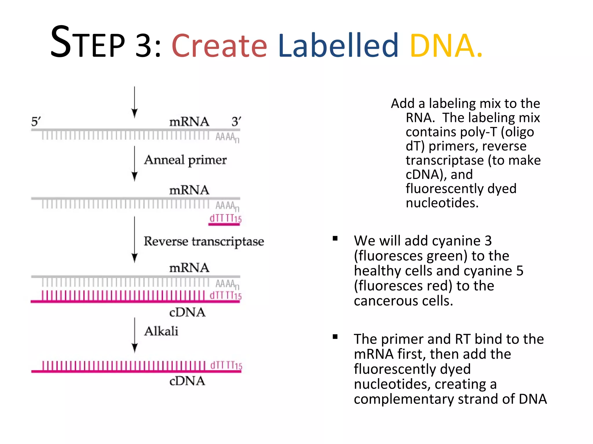 STEP 3: Create Labelled DNA.
Add a labeling mix to the
RNA. The labeling mix
contains poly-T (oligo
dT) primers, reverse
transcriptase (to make
cDNA), and
fluorescently dyed
nucleotides.
 We will add cyanine 3
(fluoresces green) to the
healthy cells and cyanine 5
(fluoresces red) to the
cancerous cells.
 The primer and RT bind to the
mRNA first, then add the
fluorescently dyed
nucleotides, creating a
complementary strand of DNA
 