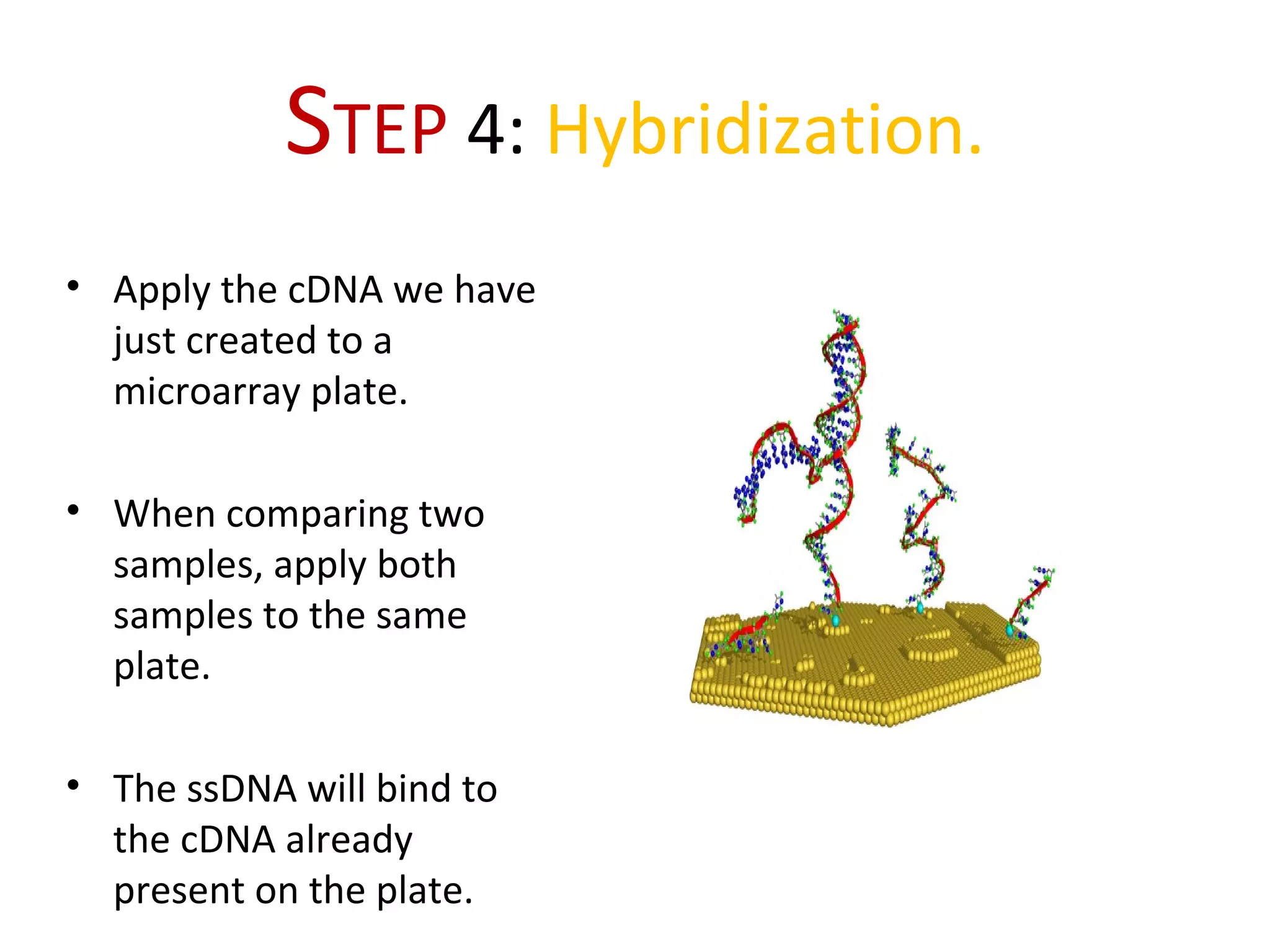 STEP 4: Hybridization.
• Apply the cDNA we have
just created to a
microarray plate.
• When comparing two
samples, apply both
samples to the same
plate.
• The ssDNA will bind to
the cDNA already
present on the plate.
 