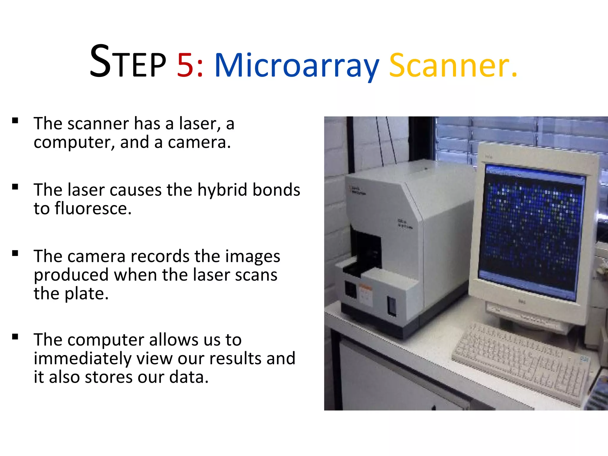 STEP 5: Microarray Scanner.
 The scanner has a laser, a
computer, and a camera.
 The laser causes the hybrid bonds
to fluoresce.
 The camera records the images
produced when the laser scans
the plate.
 The computer allows us to
immediately view our results and
it also stores our data.
 