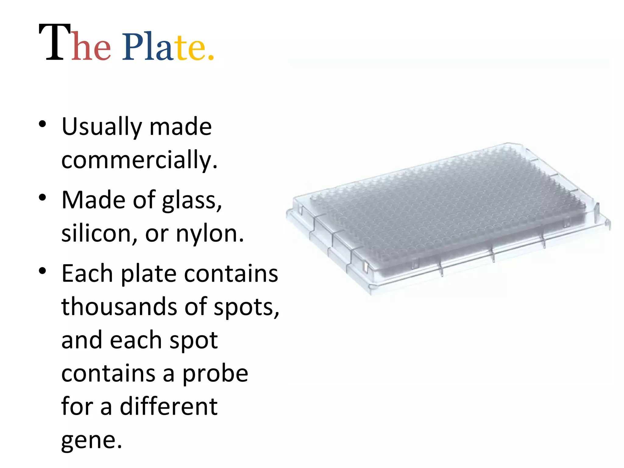 The Plate.
• Usually made
commercially.
• Made of glass,
silicon, or nylon.
• Each plate contains
thousands of spots,
and each spot
contains a probe
for a different
gene.
 