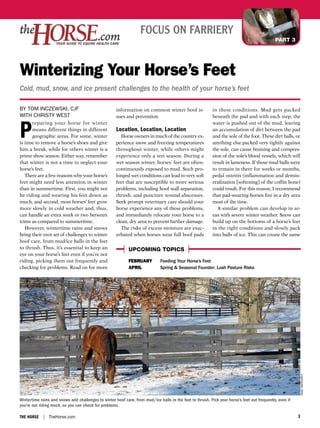 focus on farriery
                                                                                                                                              PART 3




Winterizing Your Horse’s Feet
Cold, mud, snow, and ice present challenges to the health of your horse’s feet

By Tom InczewskI, cJF                                information on common winter hoof is-                 in these conditions. Mud gets packed
wITH cHRIsTy wesT                                    sues and prevention.                                  beneath the pad and with each step, the



P
      reparing your horse for winter                                                                       water is pushed out of the mud, leaving
      means different things in different            Location, Location, Location                          an accumulation of dirt between the pad
      geographic areas. For some, winter                Horse owners in much of the country ex-            and the sole of the foot. These dirt balls, or
is time to remove a horse’s shoes and give           perience snow and freezing temperatures               anything else packed very tightly against
him a break, while for others winter is a            throughout winter, while others might                 the sole, can cause bruising and compres-
prime show season. Either way, remember              experience only a wet season. During a                sion of the sole’s blood vessels, which will
that winter is not a time to neglect your            wet season winter, horses’ feet are often-            result in lameness. If those mud balls were
horse’s feet.                                        continuously exposed to mud. Such pro-                to remain in there for weeks or months,
   There are a few reasons why your horse’s          longed wet conditions can lead to very soft           pedal osteitis (inflammation and demin-
feet might need less attention in winter             feet that are susceptible to more serious             eralization [softening] of the coffin bone)
than in summertime. First, you might not             problems, including hoof wall separation,             could result. For this reason, I recommend
be riding and wearing his feet down as               thrush, and puncture wound abscesses.                 that pad-wearing horses live in a dry area
much, and second, most horses’ feet grow             Seek prompt veterinary care should your               most of the time.
more slowly in cold weather and, thus,               horse experience any of these problems,                  A similar problem can develop in ar-
can handle an extra week or two between              and immediately relocate your horse to a              eas with severe winter weather. Snow can
trims as compared to summertime.                     clean, dry area to prevent further damage.            build up on the bottoms of a horse’s feet
   However, wintertime rains and snows                  The risks of excess moisture are exac-             in the right conditions and slowly pack
bring their own set of challenges to winter          erbated when horses wear full hoof pads               into balls of ice. This can create the same
hoof care, from mud/ice balls in the feet
to thrush. Thus, it’s essential to keep an                  UPCOMING TOPICS
eye on your horse’s feet even if you’re not
riding, picking them out frequently and                     FEBRUARY          Feeding Your Horse’s Feet
checking for problems. Read on for more                     APRIL             Spring & Seasonal Founder: Lush Pasture Risks




                                                                                                                                                              Anne eBeRHARdT




Wintertime rains and snows add challenges to winter hoof care, from mud/ice balls in the feet to thrush. Pick your horse’s feet out frequently, even if
you’re not riding much, so you can check for problems.

The horse       TheHorse.com                                                                                                                              1
 