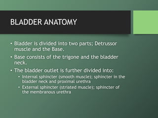 BLADDER ANATOMY
• Bladder is divided into two parts; Detrussor
muscle and the Base.
• Base consists of the trigone and the...