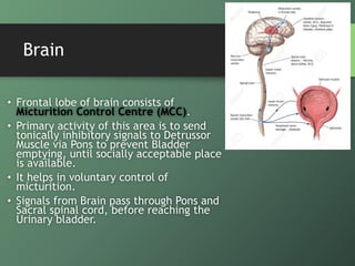 PONS
• Pons consists of Pontine Micturition
Centre (PMC).
• PMC is a relay centre between Brain
and Sacral spinal cord.
• ...