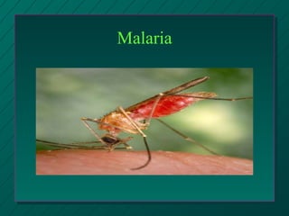Malaria
 