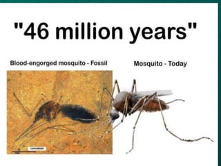 Evolution of parasitism
