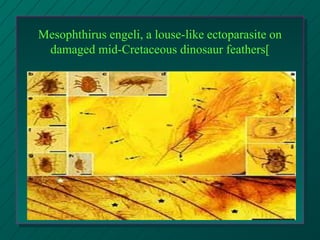 Mesophthirus engeli, a louse-like ectoparasite on
damaged mid-Cretaceous dinosaur feathers[
 