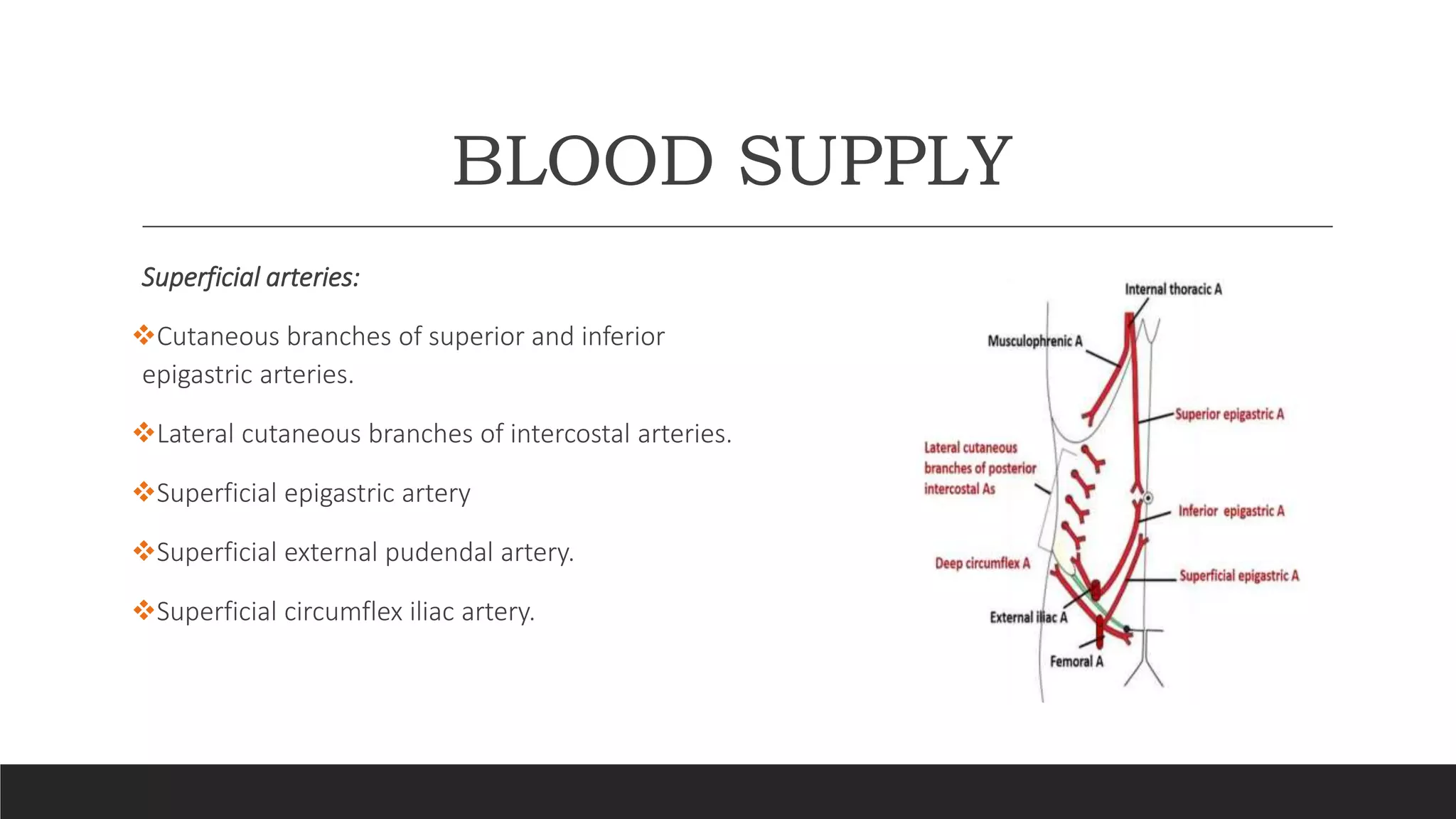 Anterior abdominal wall anatomy ppt | PPTX