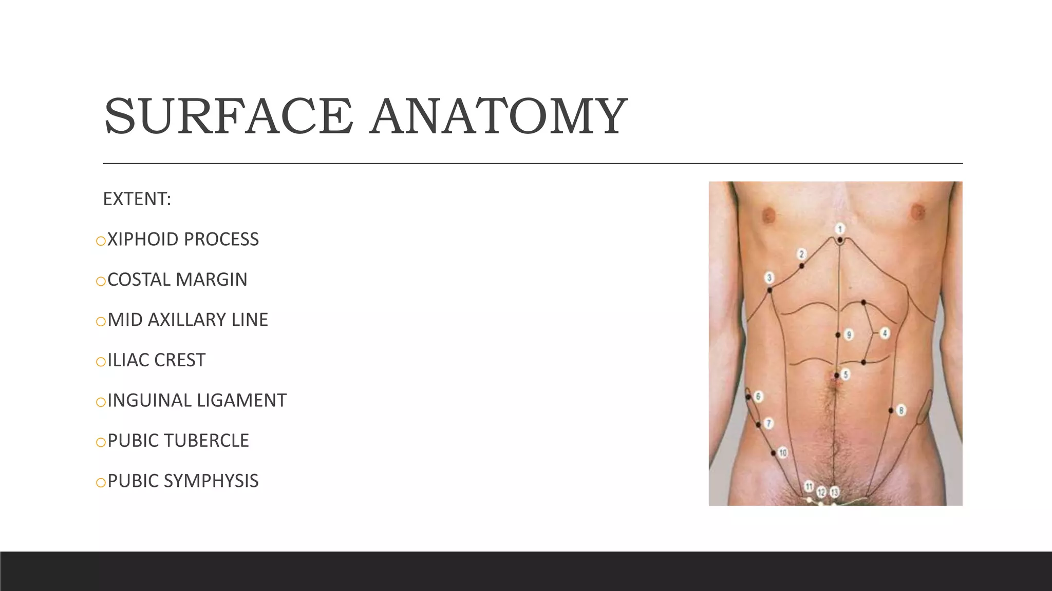 Anterior abdominal wall anatomy ppt | PPTX