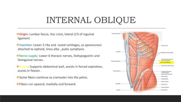 Anterior abdominal wall anatomy ppt | PPTX