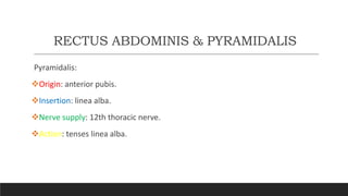Anterior abdominal wall anatomy ppt | PPTX