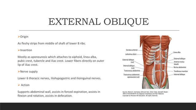 Anterior abdominal wall anatomy ppt | PPTX