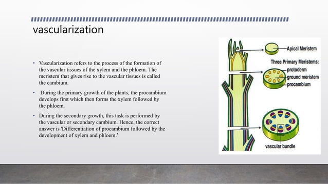 Vascularization Step advanced anatomy of plants vascularization | PPT